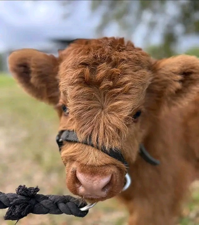 cow Image 2