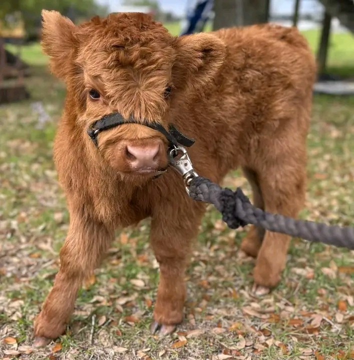 cow Image 2