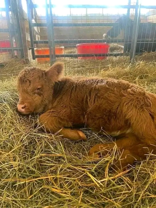 cow Image 2