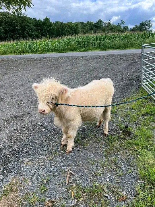 cow Image 2