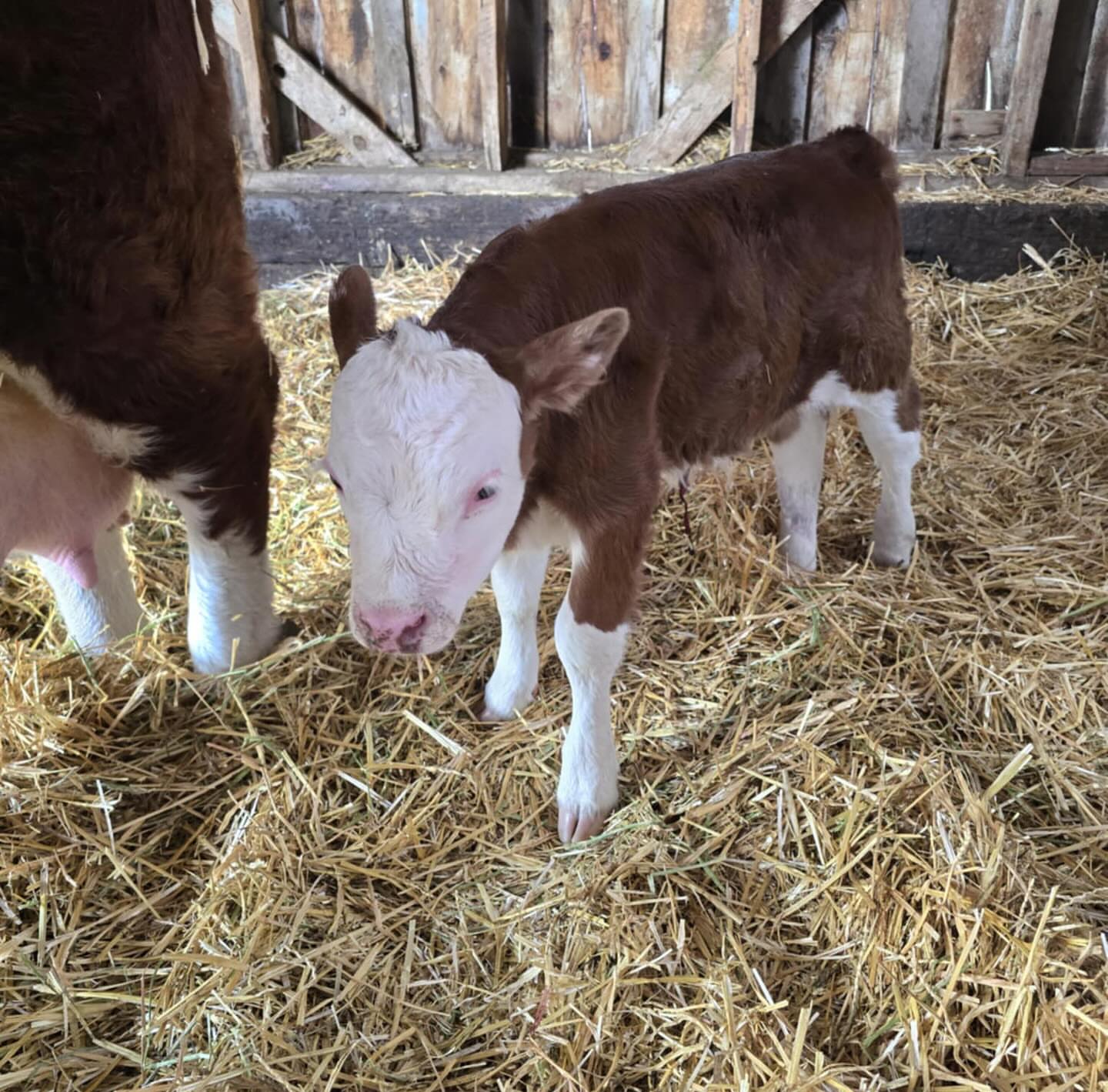 cow Image 2