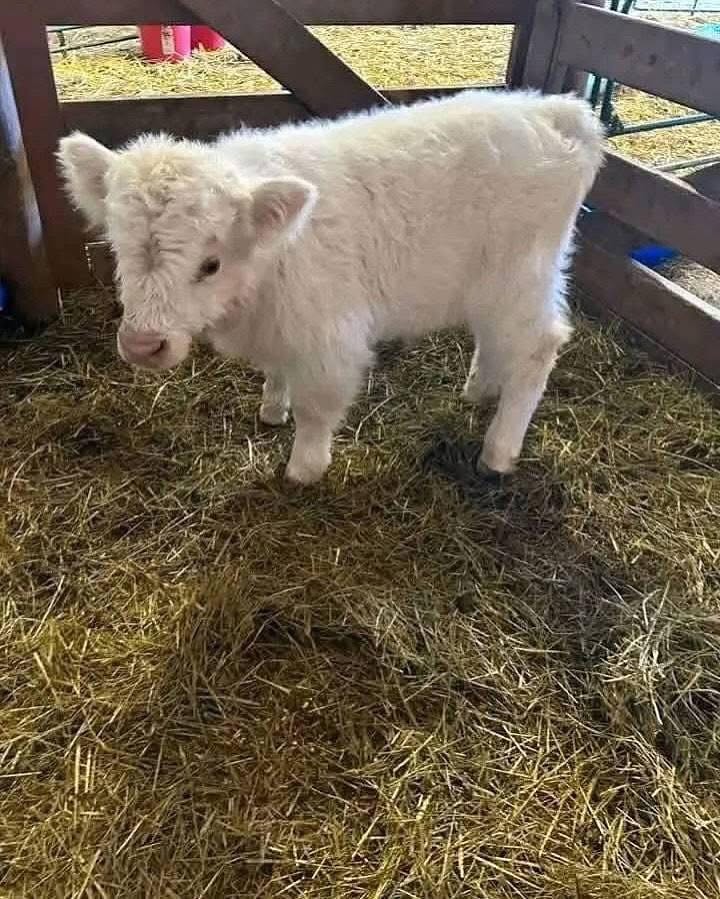 cow Image 2