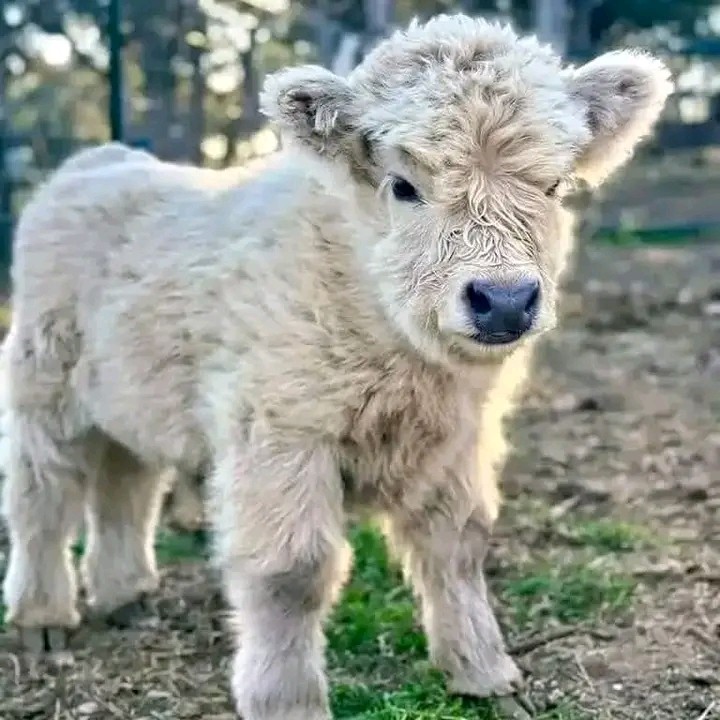 cow Image 2