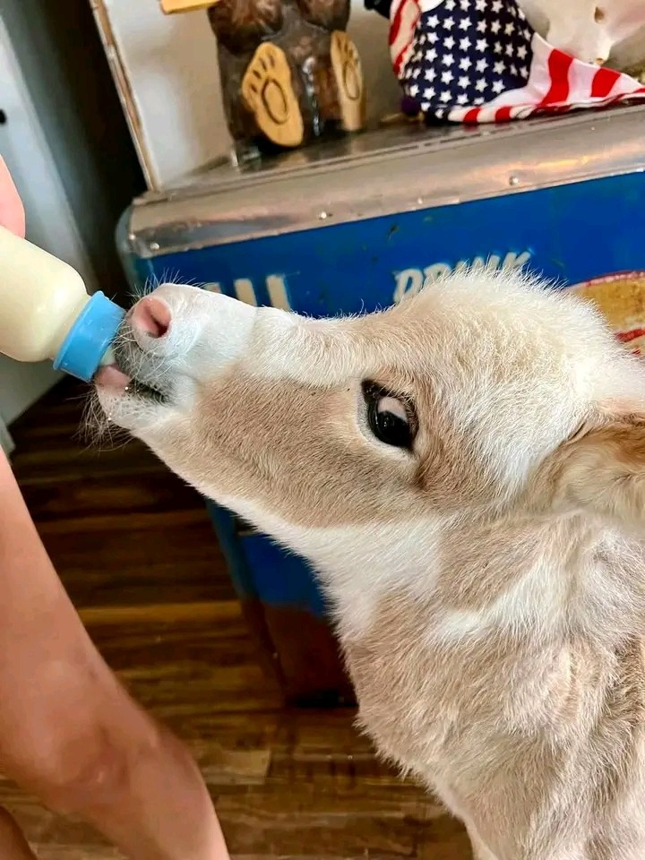 Donkey Image 2