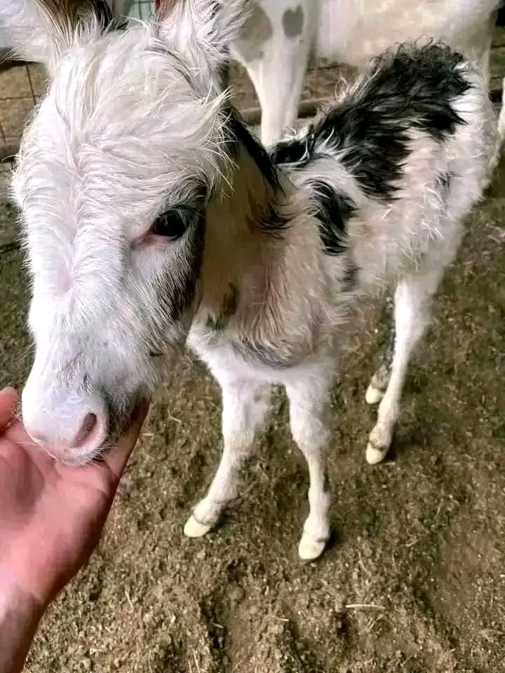 Donkey Image 3