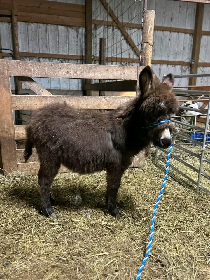 Donkey Image 2