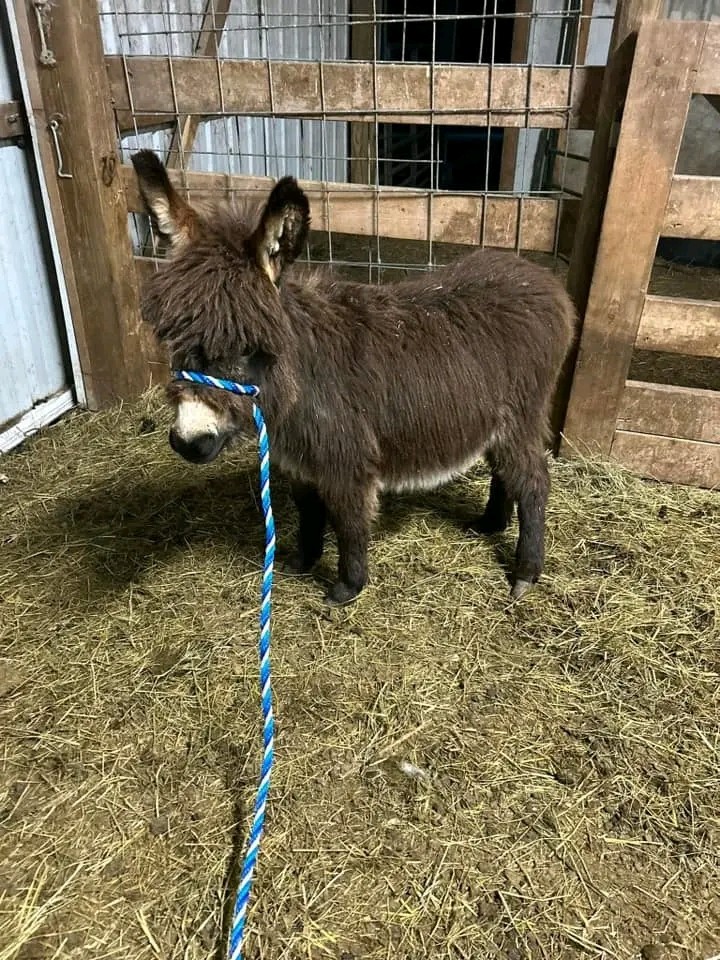 Donkey Image 3