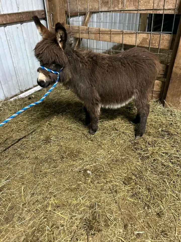 Donkey Image 3